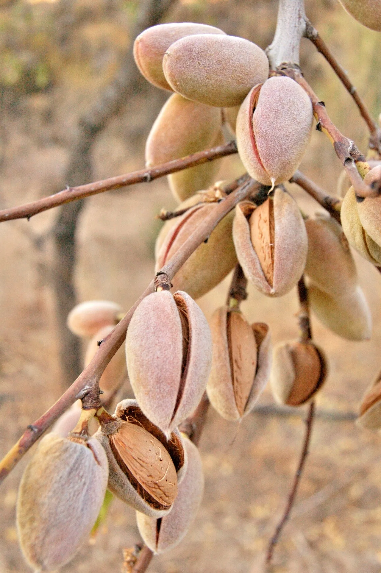 Wild Harvest Sweet Raw Almonds